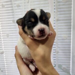 Ornaldo Jack Russell Terrier