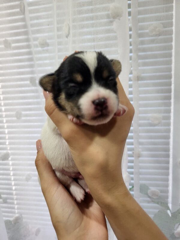 Ornaldo Jack Russell Terrier