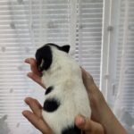 Ornaldo-male-Jack-Russell-Terrier-puppy-for-sale-1 (3)