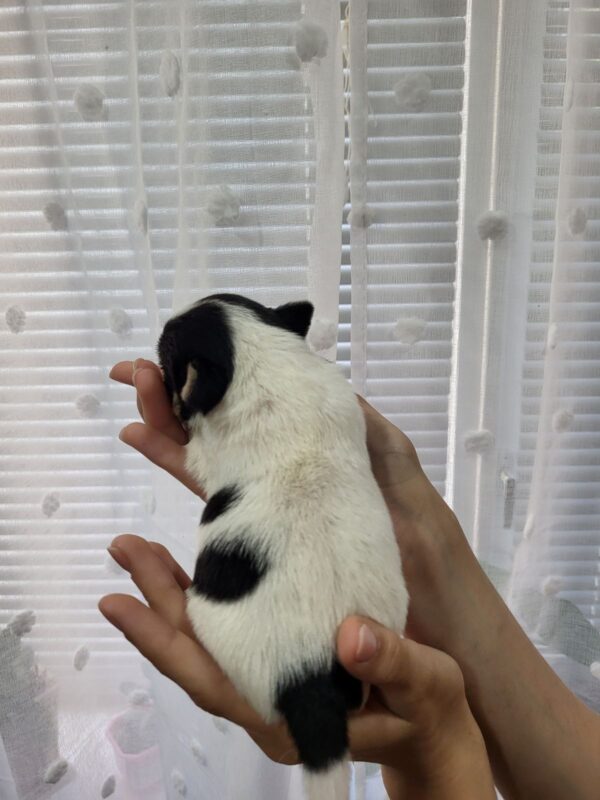 Ornaldo Jack Russell Terrier