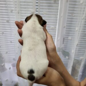 Ornetta Jack Russell Terrier