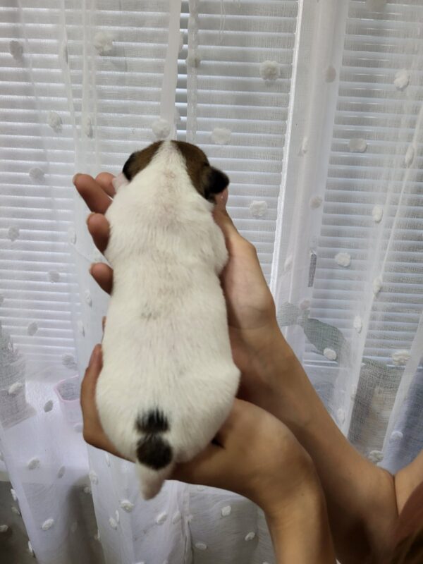 Ornetta Jack Russell Terrier