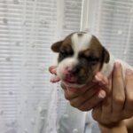 Olvia Jack Russell Terrier