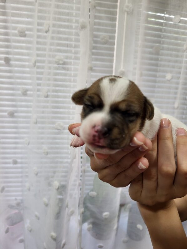 Ornetta Jack Russell Terrier