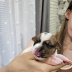 Ornetta-female-Jack-Russell-Terrier-puppy-for-sale-1 (3)