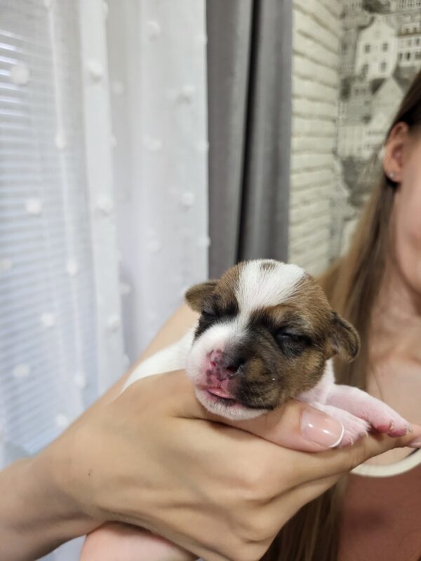 Ornetta Jack Russell Terrier