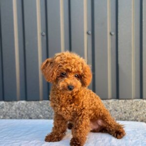 Othello Toy Poodle