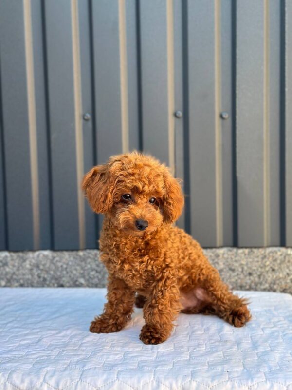 Othello Toy Poodle