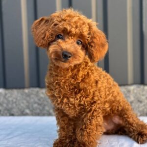 Othello Toy Poodle