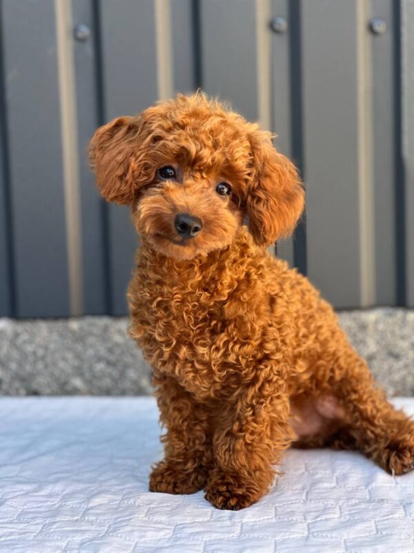 Othello Toy Poodle