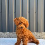 Othello-male-toy-poodle-puppy-for-sale-1 (3)