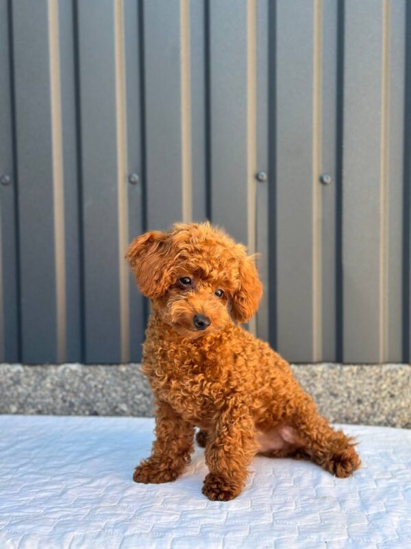 Othello Toy Poodle