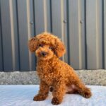 Othello-male-toy-poodle-puppy-for-sale-1 (4)
