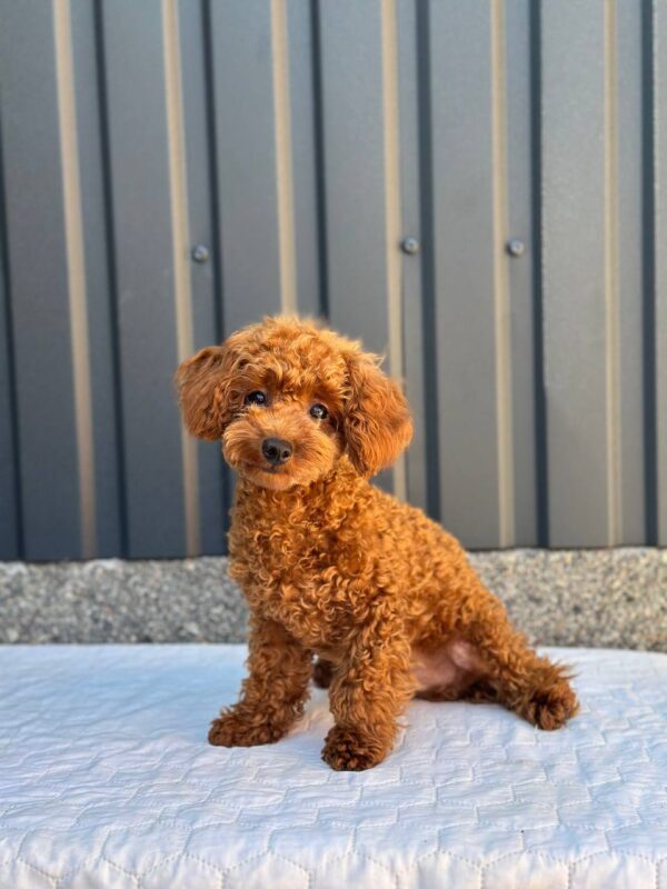 Othello Toy Poodle