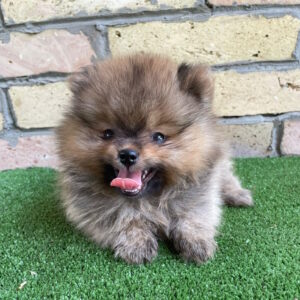 Pablo German Spitz