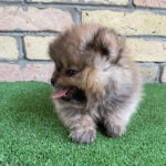 Pablo-male-German-Spitz-puppy-for-sale-1 (2)