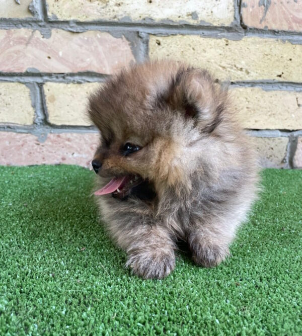 Pablo German Spitz