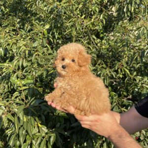 Pablo Maltipoo