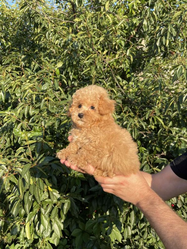 Pablo Maltipoo
