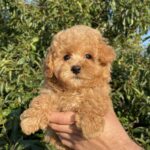 Pusik Maltipoo