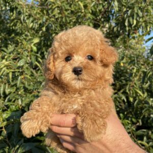 Pablo Maltipoo