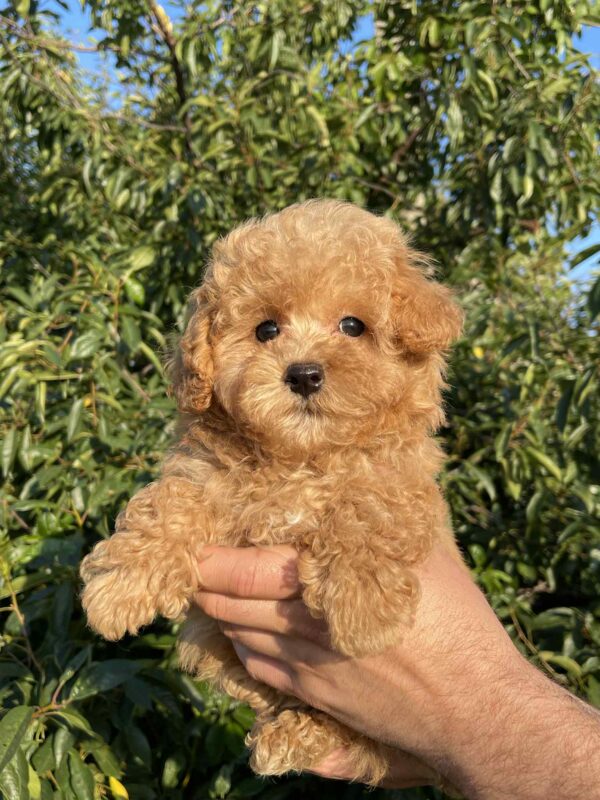Pablo Maltipoo