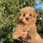 Pablo-male-maltipoo-puppy-for-sale-1 (3)