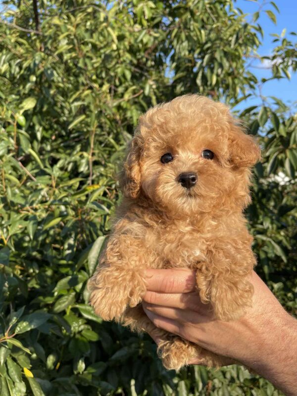 Pablo Maltipoo