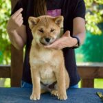 Porsche Shiba Inu