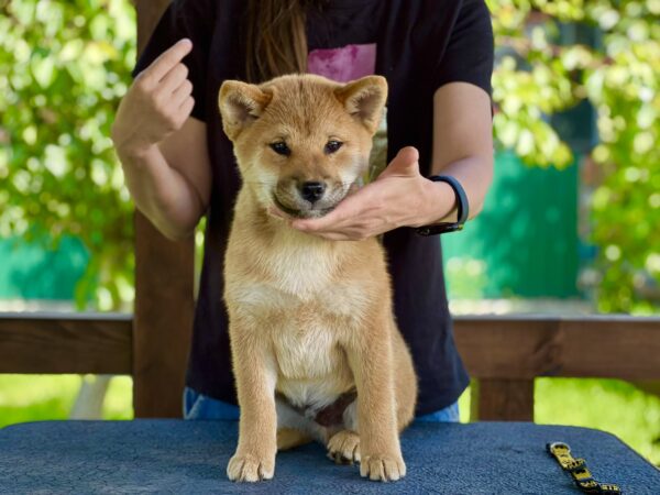 Parry Shiba Inu