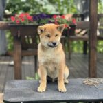 Parry-male-shiba-inu-puppy-for-sale-1 (2)