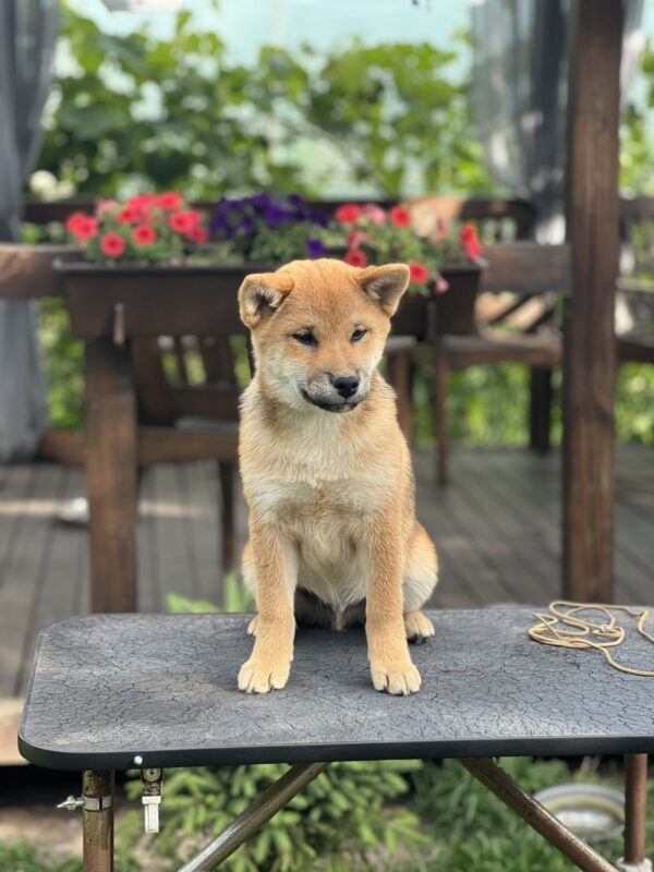 Parry Shiba Inu