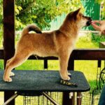 Parry-male-shiba-inu-puppy-for-sale-1 (3)