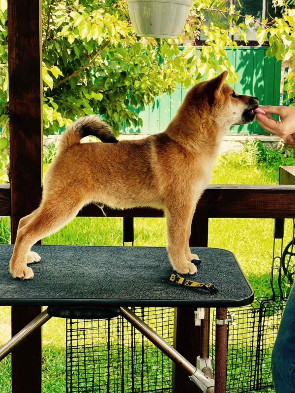 Parry Shiba Inu