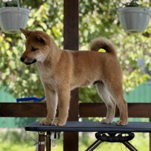 Partos Shiba Inu