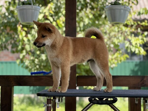 Partos Shiba Inu