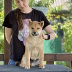 Partos-male-shiba-inu-puppy-for-sale-1 (2)