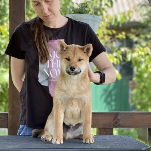 Partos Shiba Inu