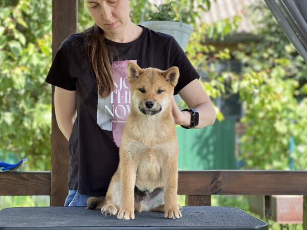 Partos Shiba Inu