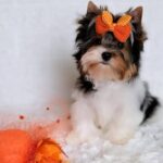 Patry-male-Biewer-puppy-for-sale-1