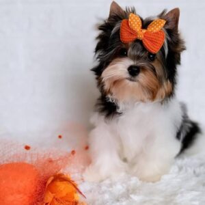 Patry Biewer Yorkshire Terrier