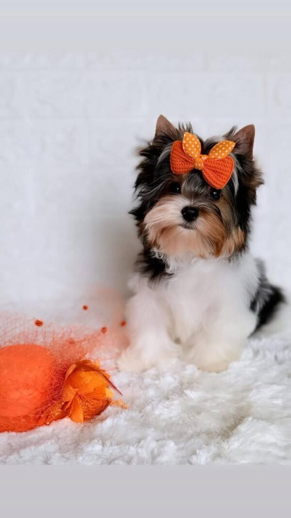 Patry Biewer Yorkshire Terrier