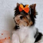 Patry-male-Biewer-puppy-for-sale-2