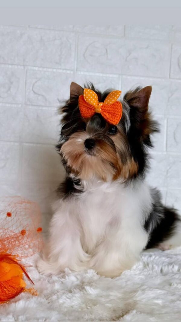 Patry Biewer Yorkshire Terrier