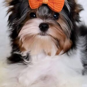 Patry Biewer Yorkshire Terrier