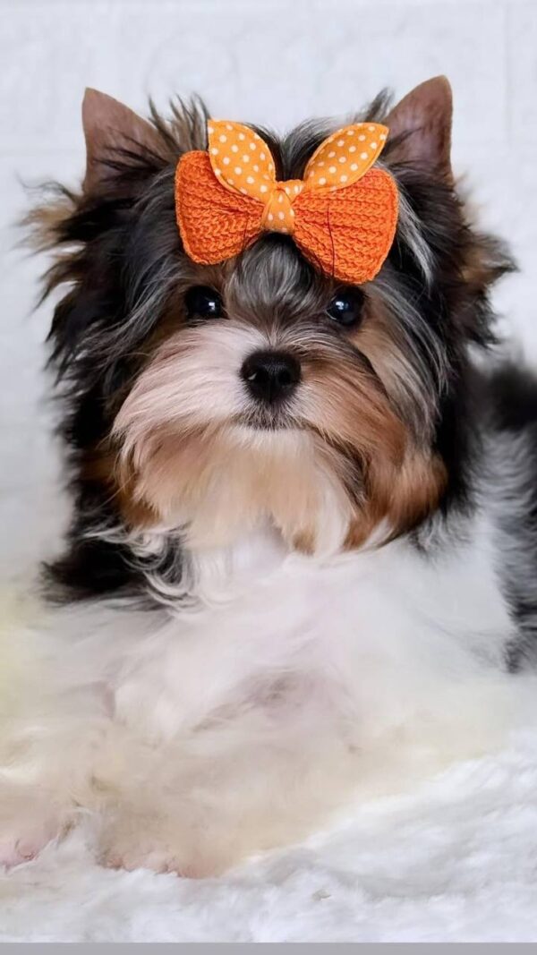 Patry Biewer Yorkshire Terrier