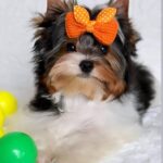 Patry-male-Biewer-puppy-for-sale-4