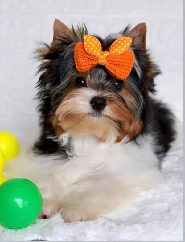 Patry Biewer Yorkshire Terrier
