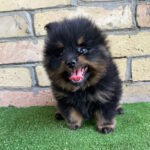 Petra German Spitz