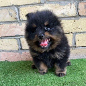 Pepper German Spitz
